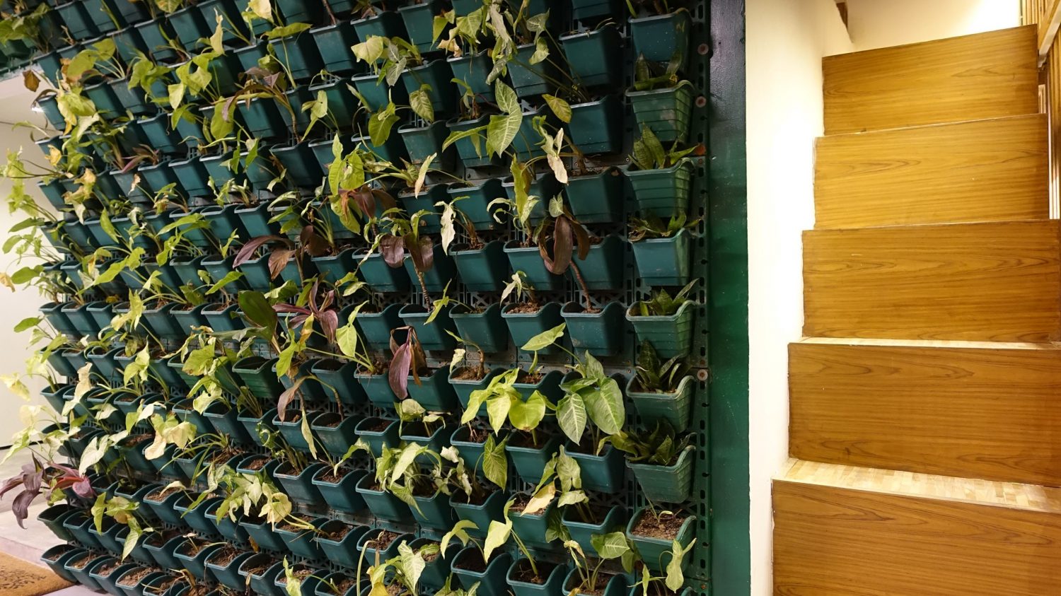 How efficient are plants in curbing indoor air pollution? indoor air polution