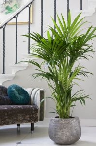indoor plants