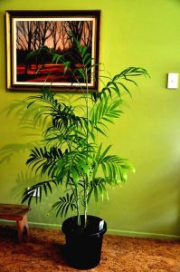 indoor plants