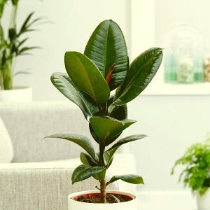indoor plants