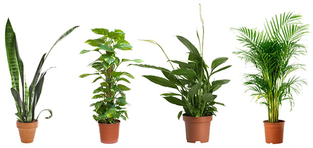 indoor air purifying plants