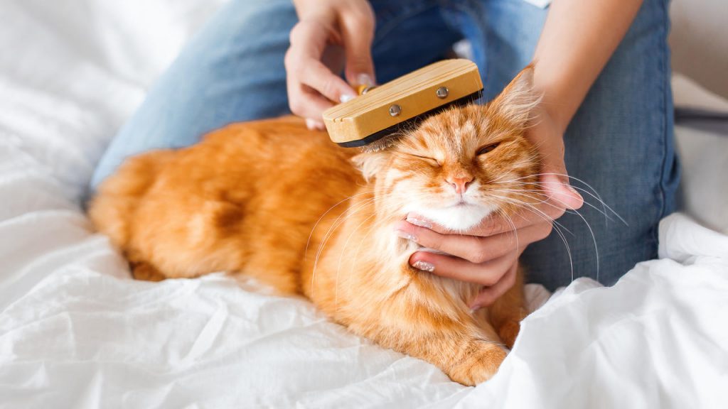Best Way to Remove Pet Odor