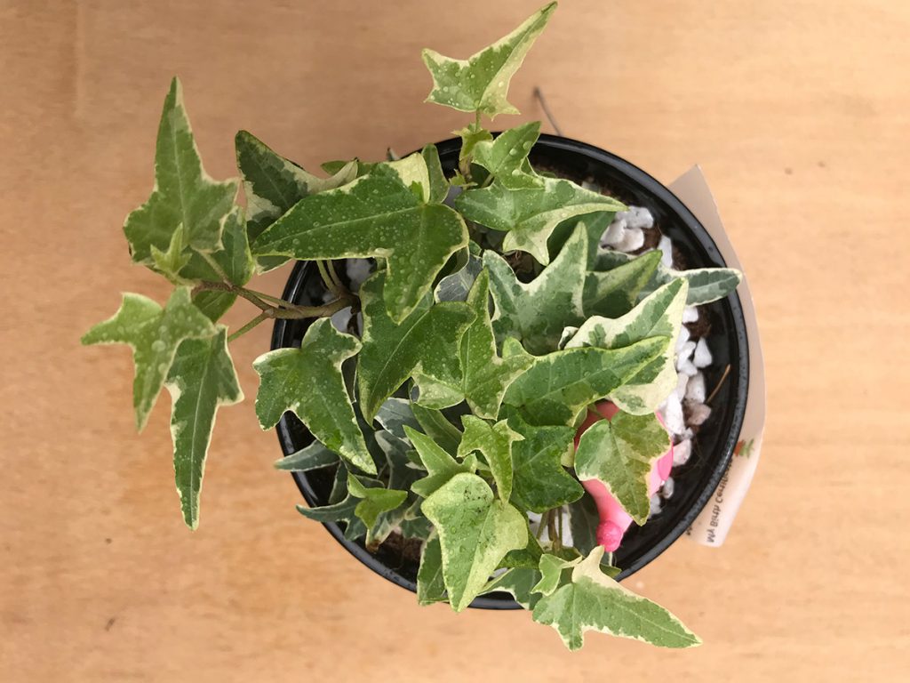 3 Best Air Purifying Plants to Improve Indoor Air Quality