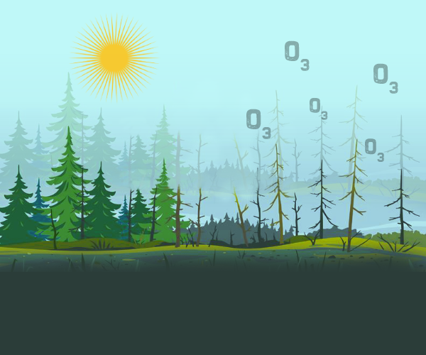 Impact of ozone pollution on ecosystem