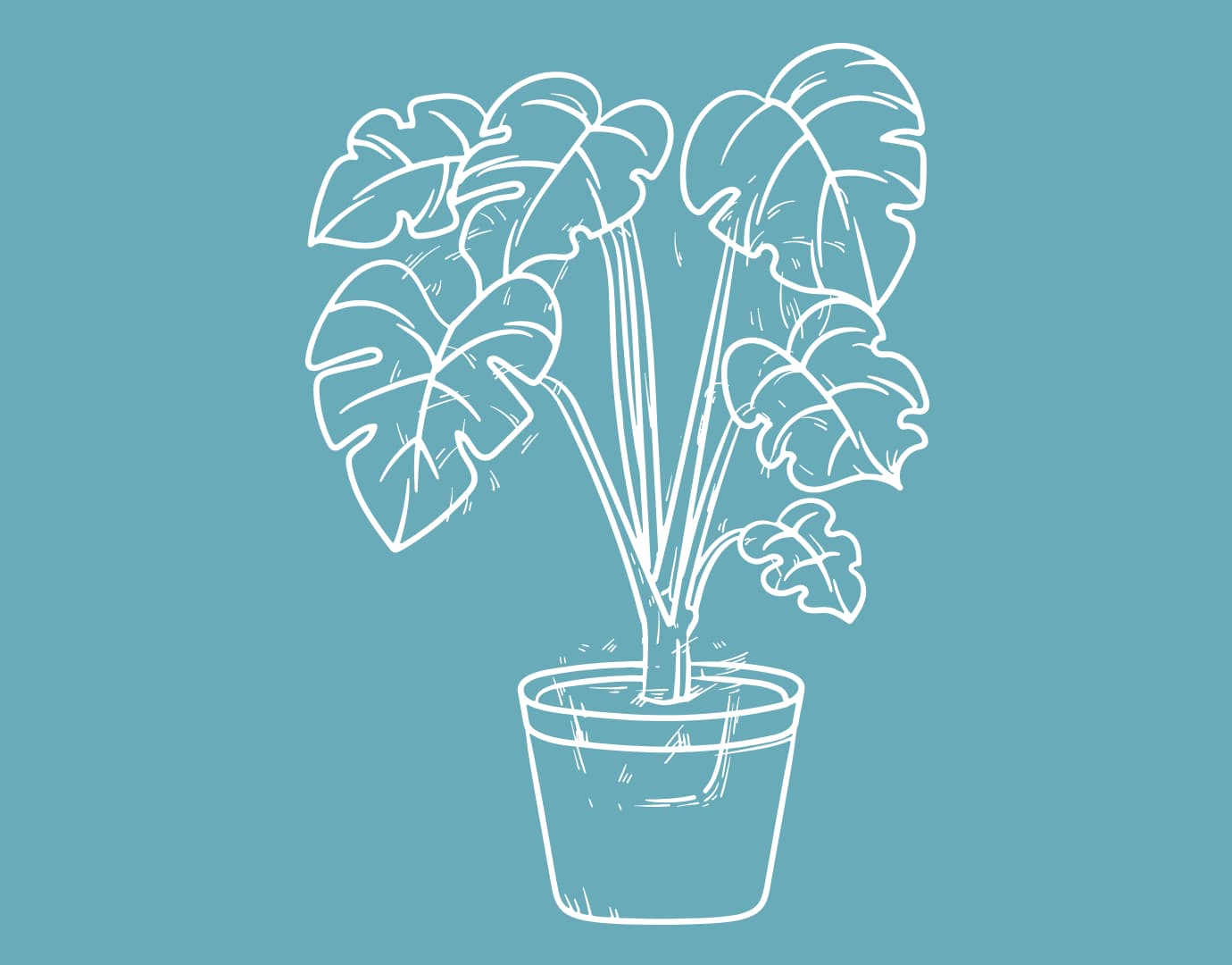 Plantas