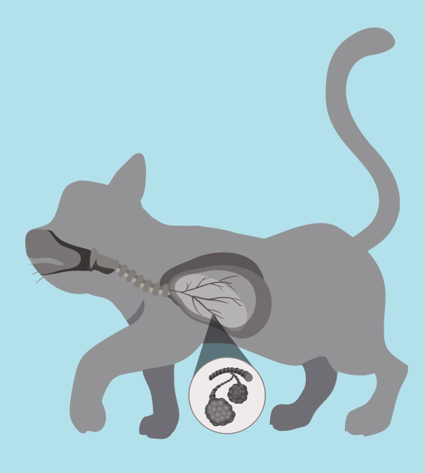 Animal lung damage wildlife health pollution