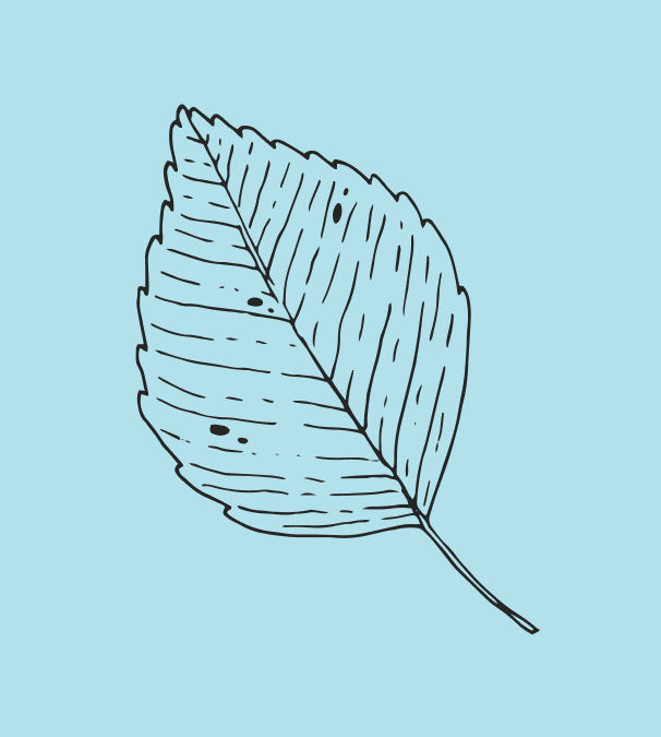 Leaf damage plant deterioration pollution