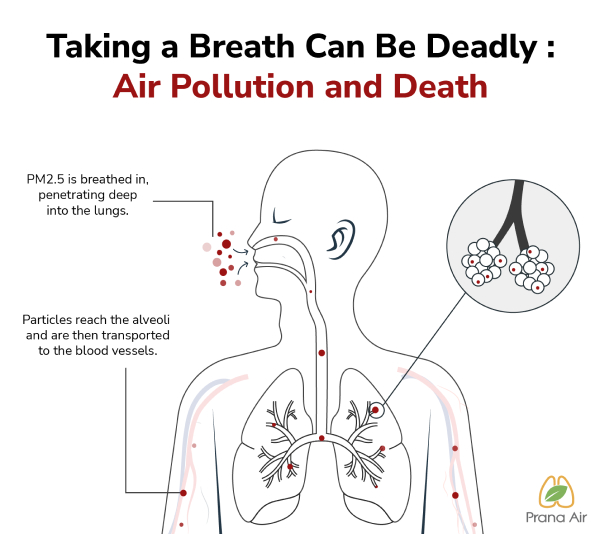 PM2.5 directly enters the lungs and blood streams