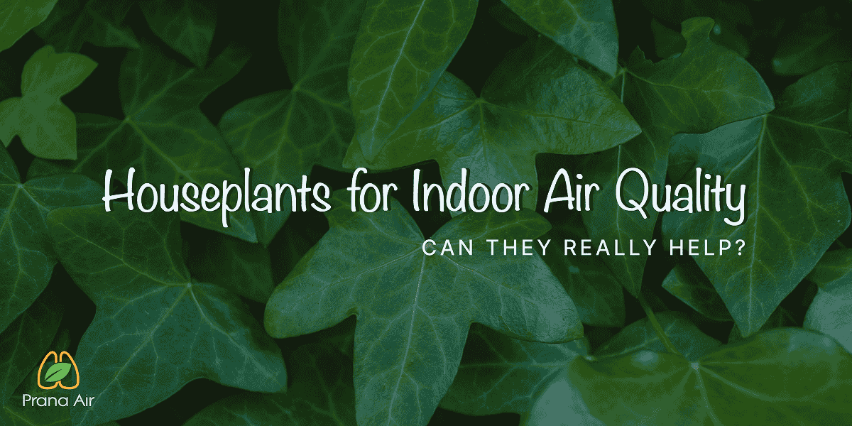 Houseplants for Indoor Air Quality: Can They Really Help?