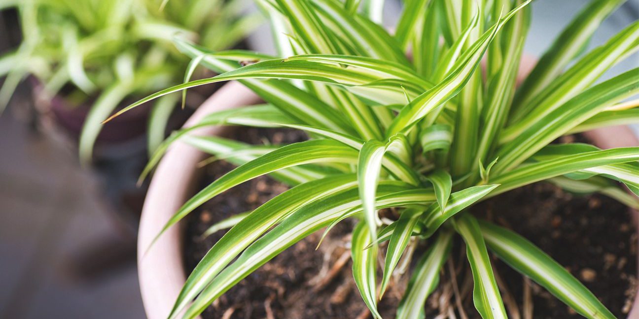 3 indoor plants improve air quality