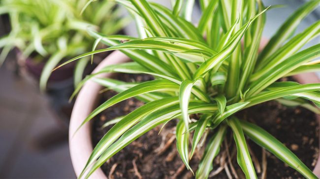 3 indoor plants improve air quality