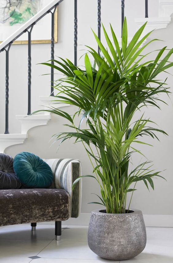 indoor plants