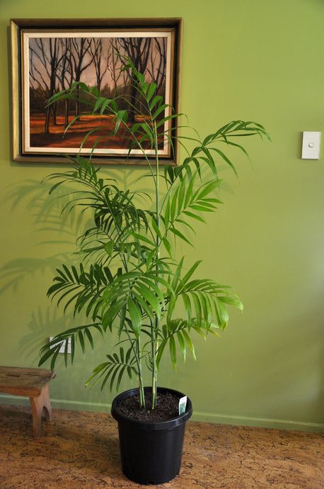 indoor plant