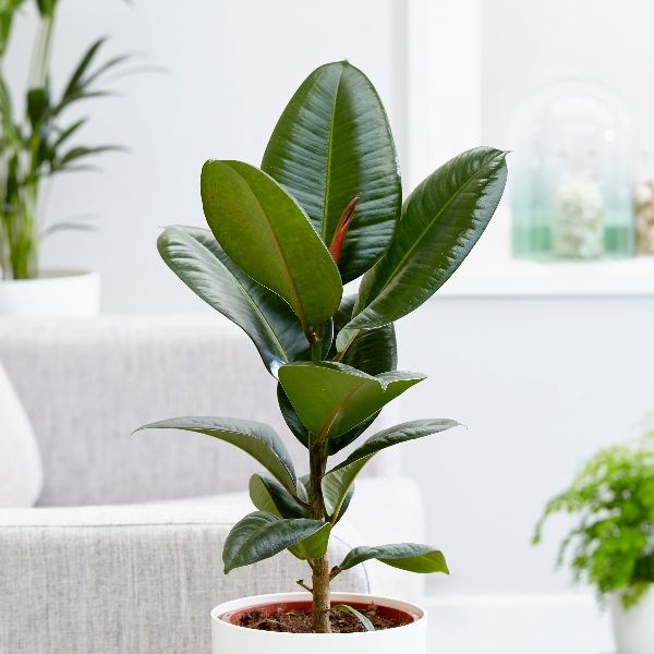 indoor plant