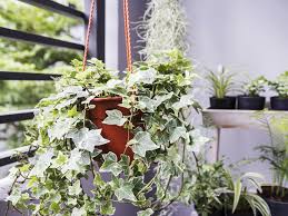 house air pollution