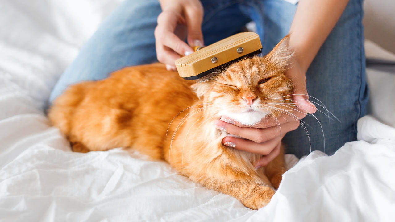 Best Way to Remove Pet Odor