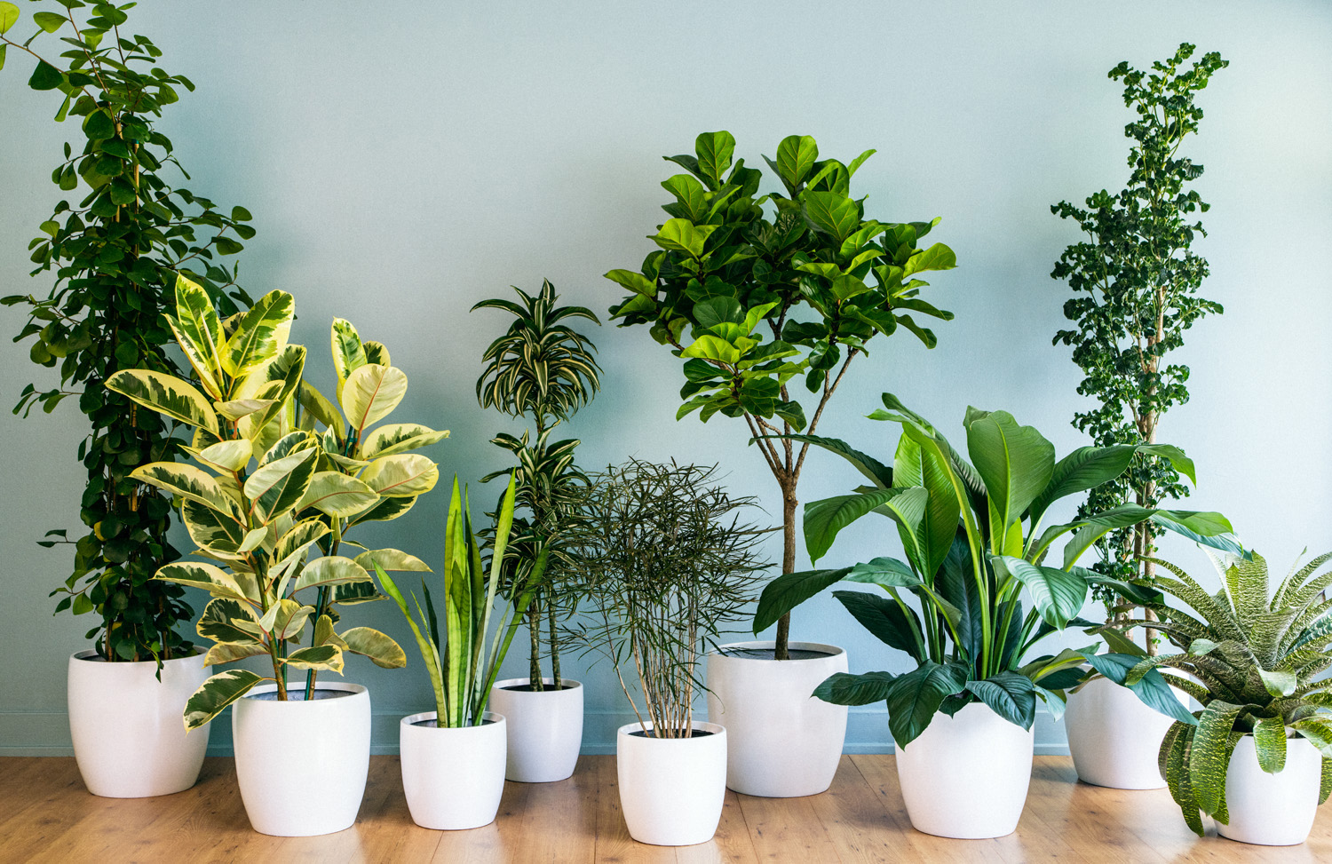 Air Purifying Plants