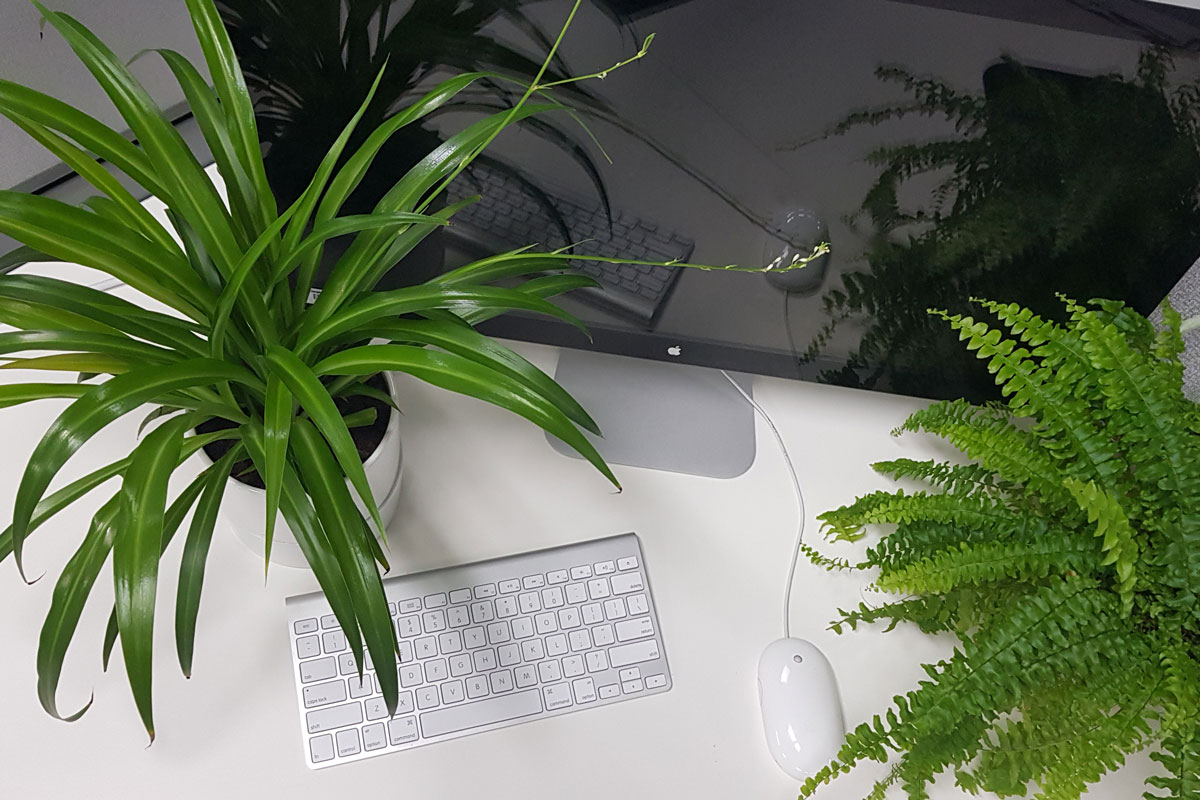 Indoor Air Quality: Plants in The Office Increase Productivity