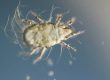 Air Purifiers Kill Dust Mites