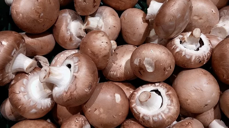 https://www.pranaair.com/wp-content/uploads/2020/12/Mushroom-Farming.jpg