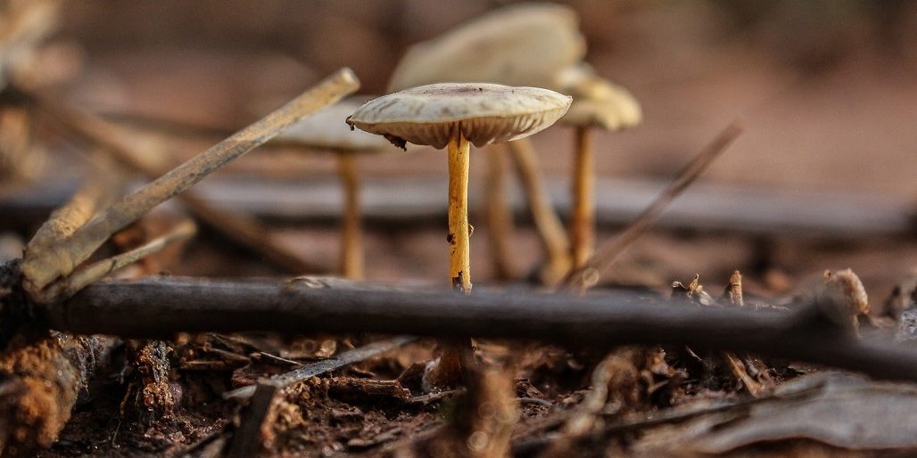 Role of CO2 Monitoring in Mushroom Farming