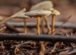 Role of CO2 Monitoring in Mushroom Farming