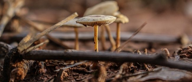 Role of CO2 Monitoring in Mushroom Farming