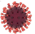 covid19 virus
