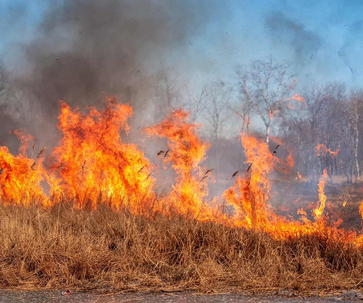 stubble burning