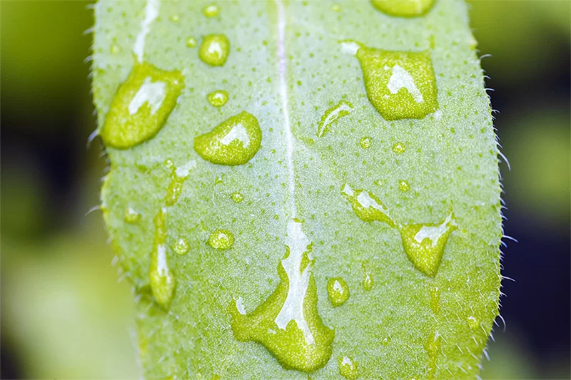 acid rain droplets plant leaf