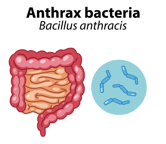 anthrax bacteria