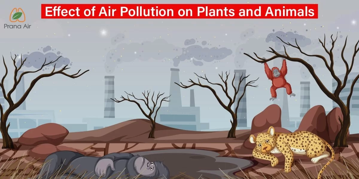 effect of air pollution on plants and animals