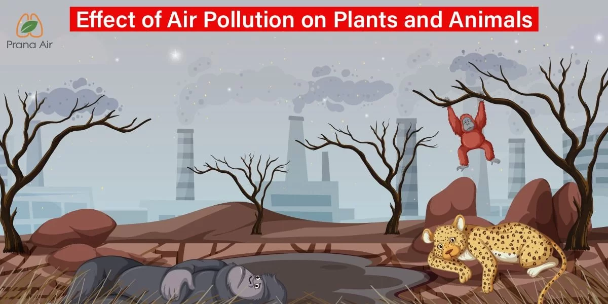 Effect of Air Pollution on Plants and Animals | Prana Air Effect of Air Pollution on Plants and Animals | Prana Air