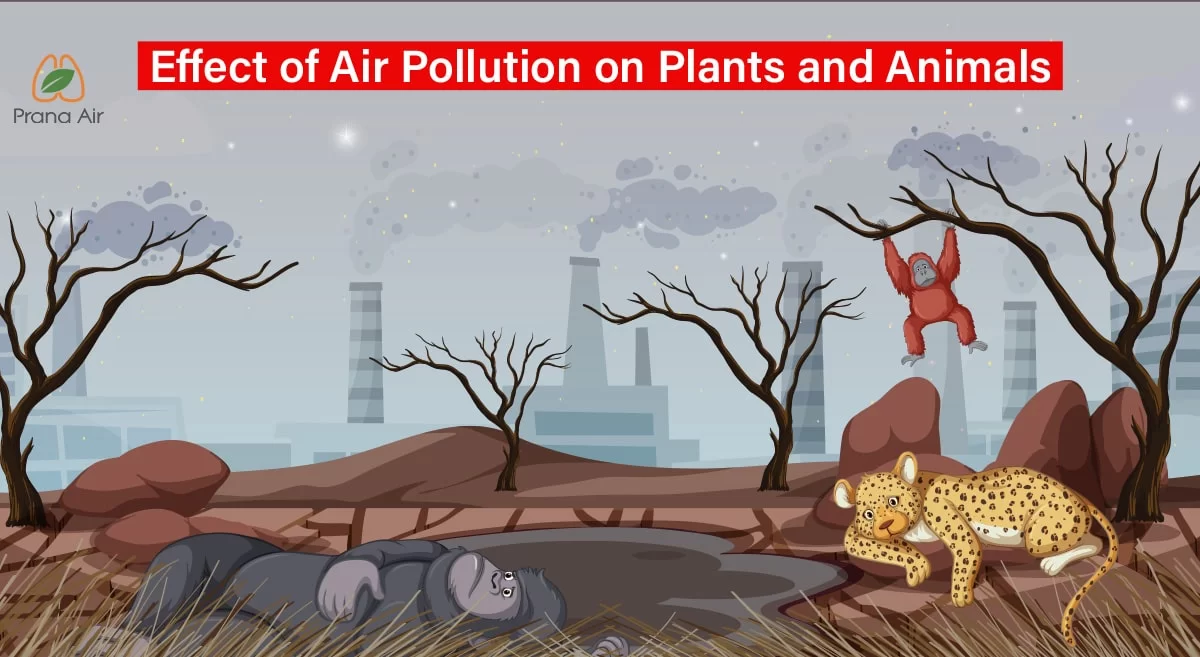 effect of air pollution on plants and animals