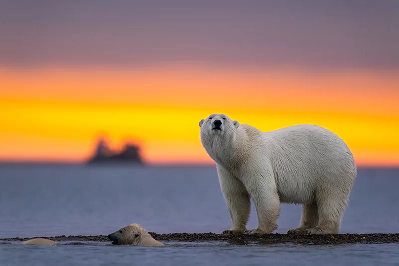 effects of air pollution on animals like polar bear