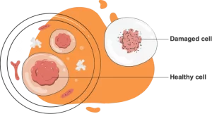 cellular damages due to ozone