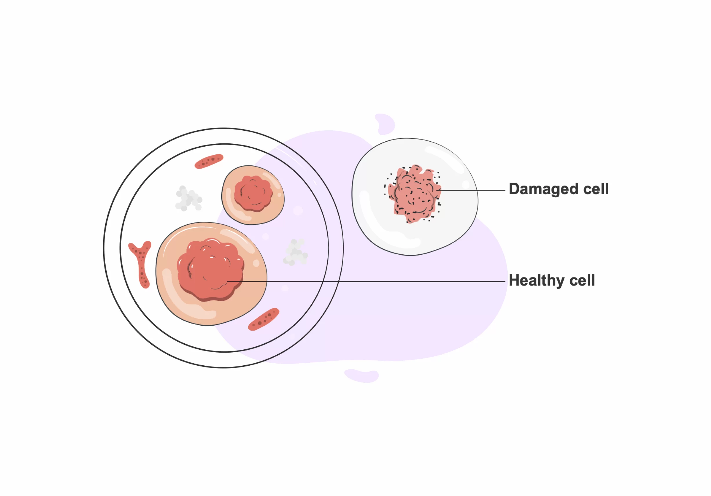 cellular damages due to ozone