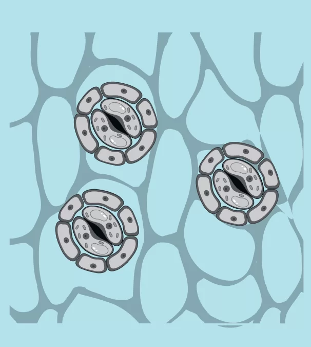 plant tissues problems due to so2 gas