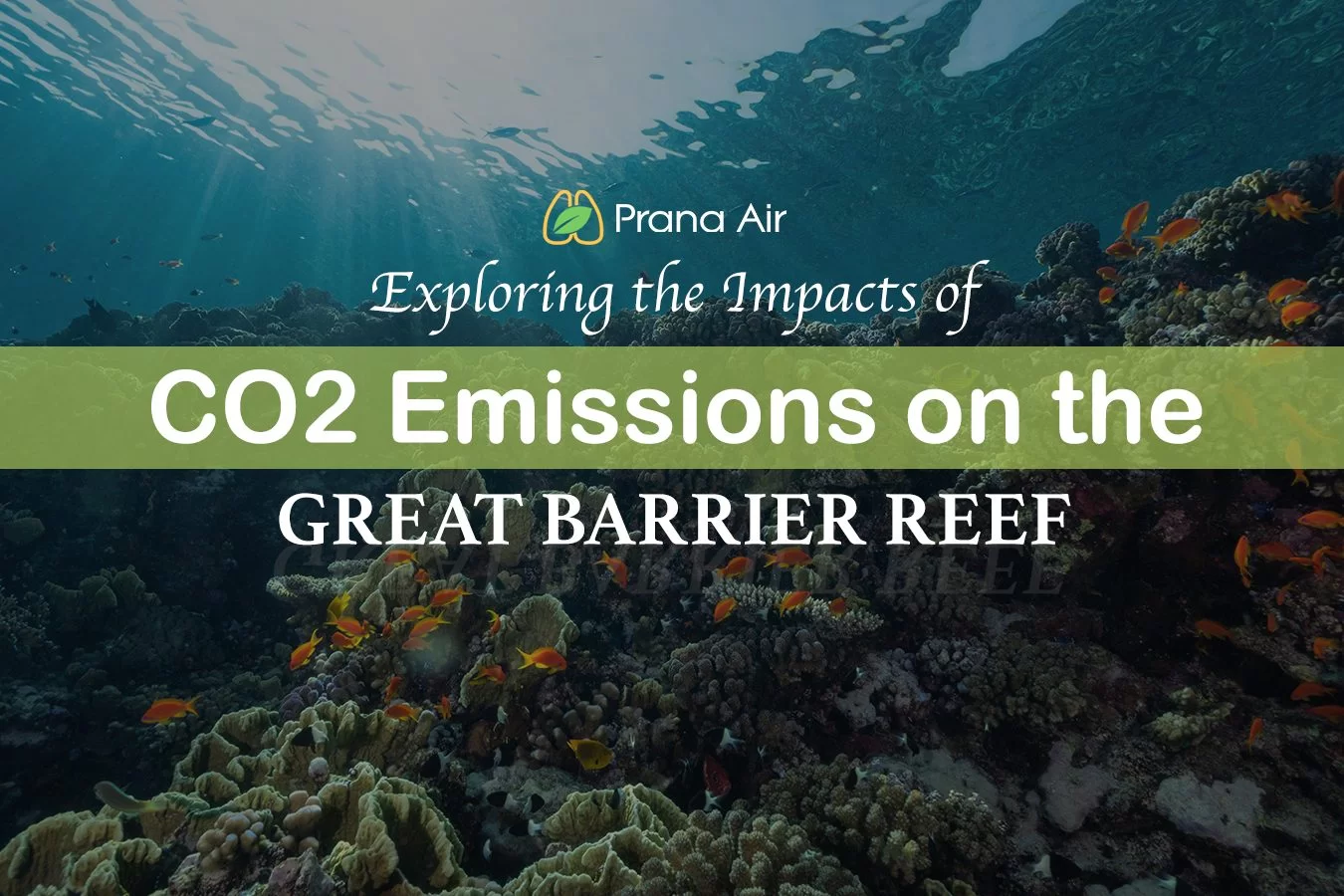 effects of co2 on marine life thumbnail