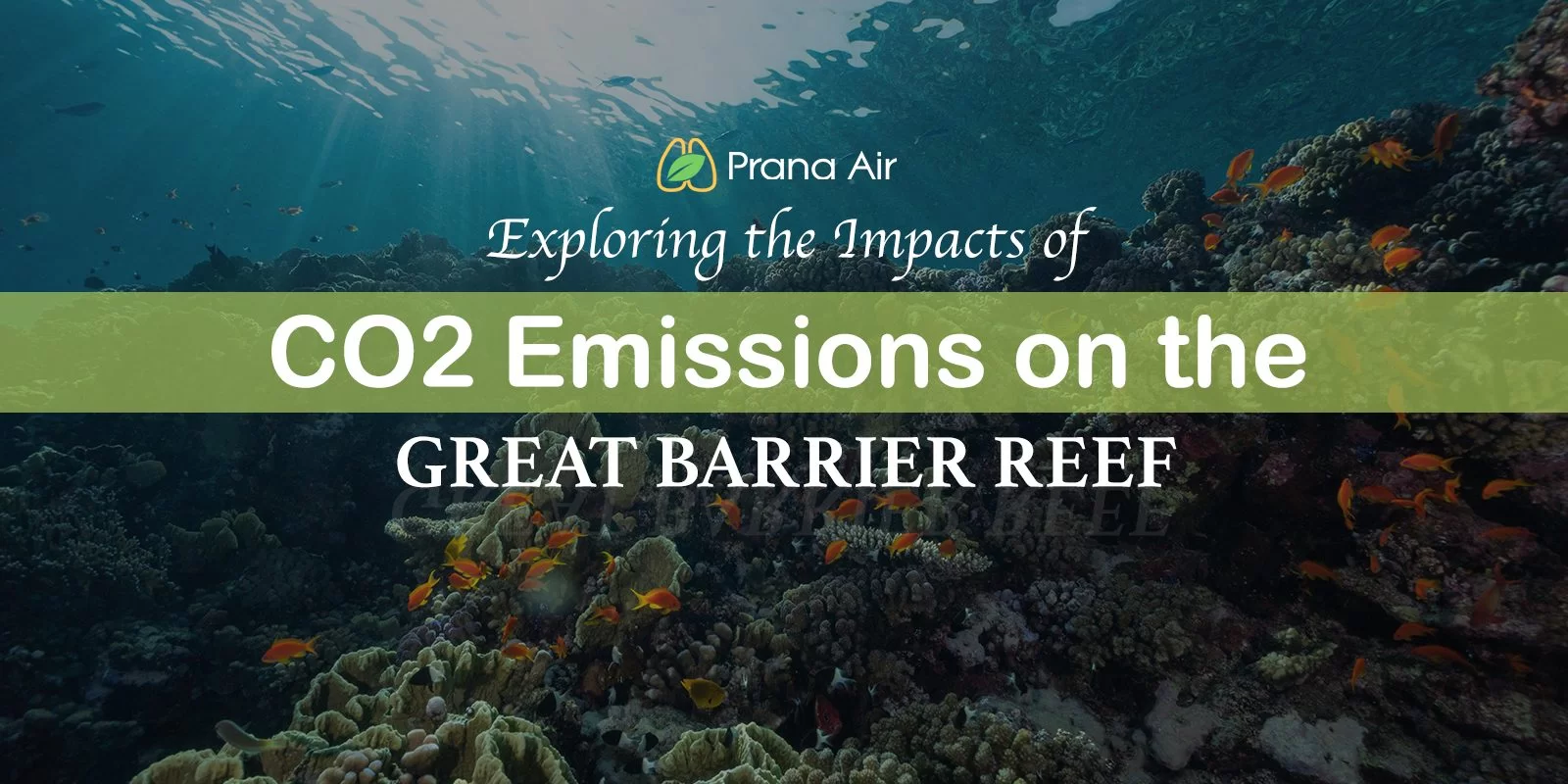 effects of co2 on marine life thumbnail