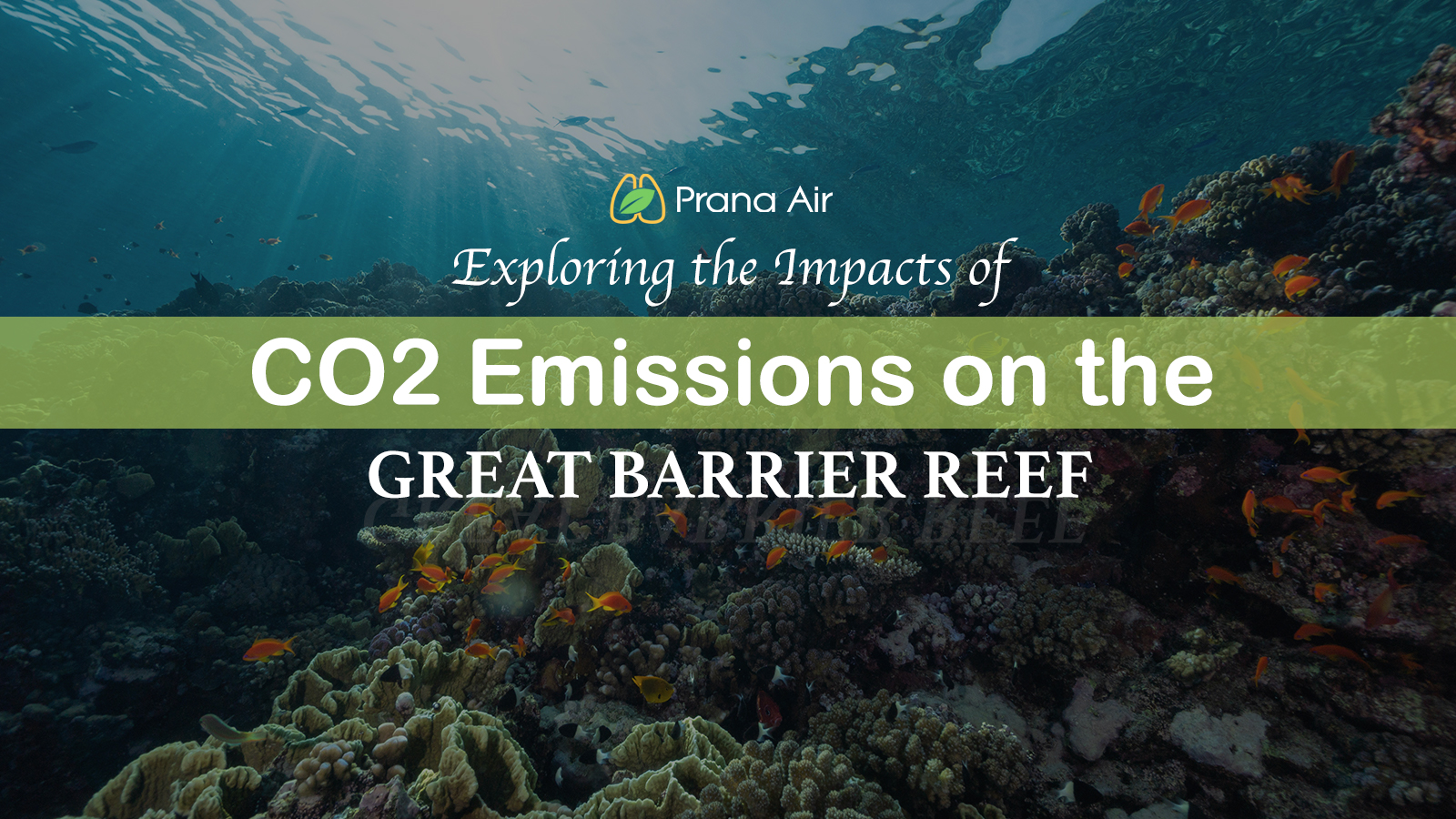 The Impacts of CO2 on the Great Barrier Reef