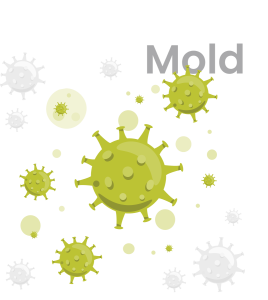 what is mold