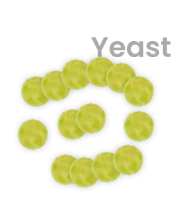 yeast